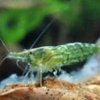 Caridine e ampullarie