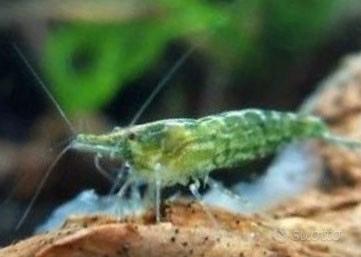 Caridine e ampullarie