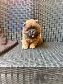 Chow chow