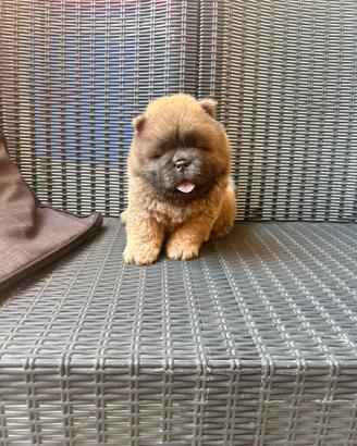 Chow chow