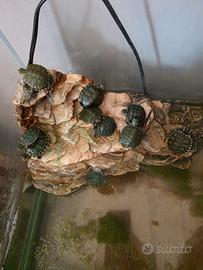 Tartarughe d'acqua