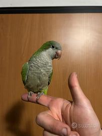 Parrocchetto Monaco allevato a mano