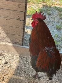 Galline
