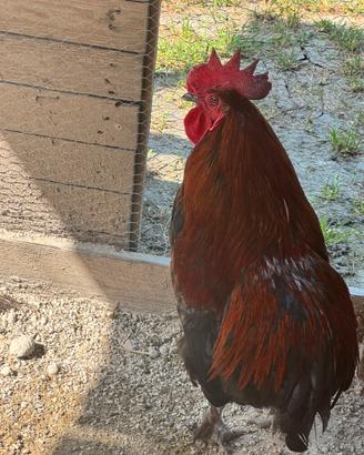 Galline