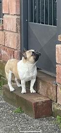 Bulldog Francesce per Monta Gratuita