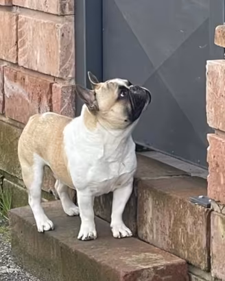 Bulldog Francesce per Monta Gratuita