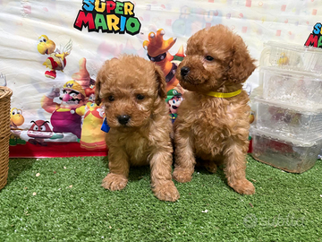 Barboncini maschi Red