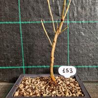 Bonsai di Frassino (Fraxinus)  153