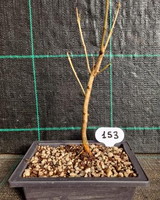 Bonsai di Frassino (Fraxinus)  153