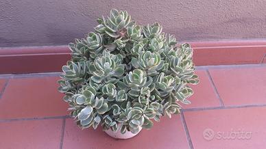 Piante verdi
