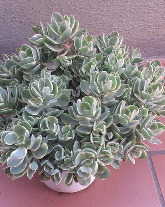 Piante verdi