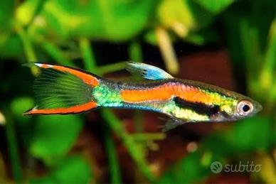 Endlers