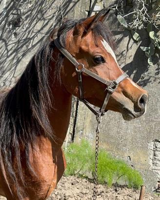 Cavalla e cavalli