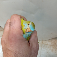 Neuphema splendida lutino