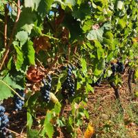 V.i.n.o. aglianico x u.v.a.