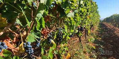 V.i.n.o. aglianico x u.v.a.