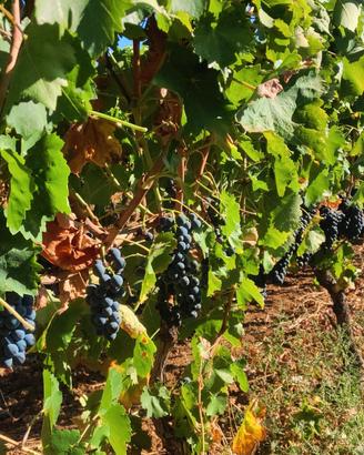 V.i.n.o. aglianico x u.v.a.