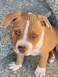 Cuccioli Pitbull red nose