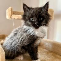 Gattino Norvegese delle Foreste quattro calzini