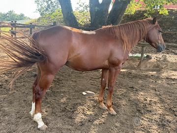 Paint Horse