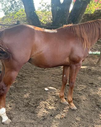 Paint Horse