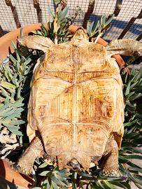 sulcata africana 