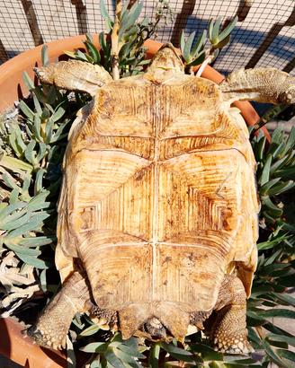 sulcata africana 