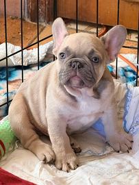 Cuccioli bulldog francese esotico