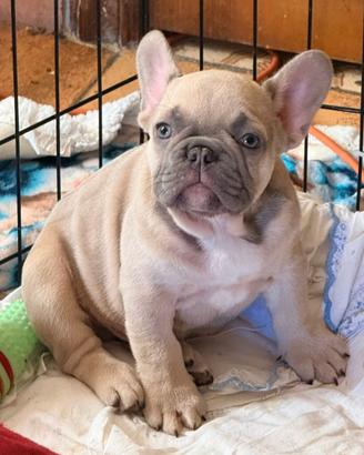 Cuccioli bulldog francese esotico