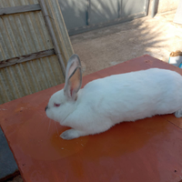 Conigli californiani