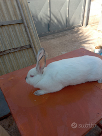 Conigli californiani