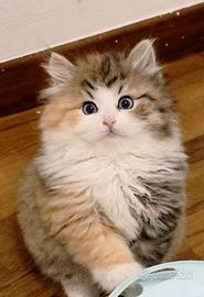 Cuccioli di gatto Siberiano