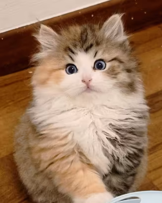 Cuccioli di gatto Siberiano