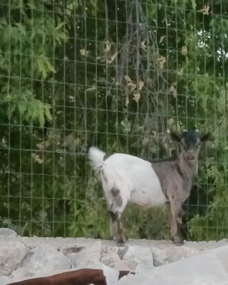 Capretto tibetano 