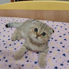 SCOTTISH FOLD Colore Choco Golden