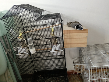 Calopsite con gabbia