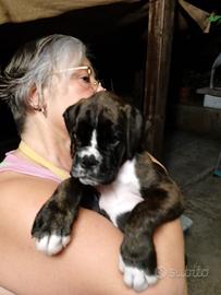 Cuccioli BOXER