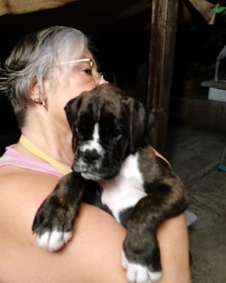Cuccioli BOXER