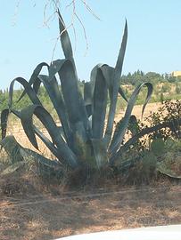 pianta di agave