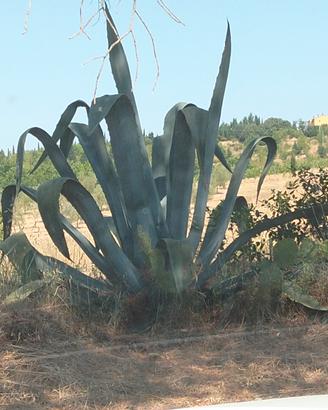 pianta di agave