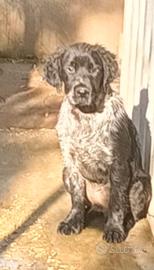 Springer