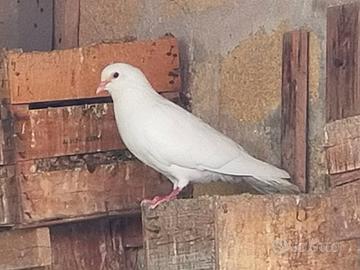 colombe bianche 