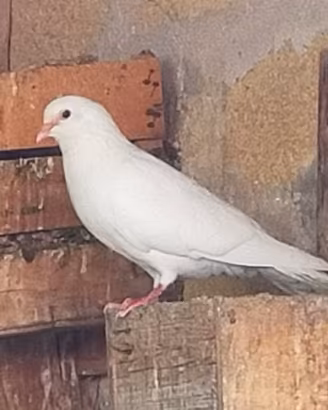 colombe bianche 
