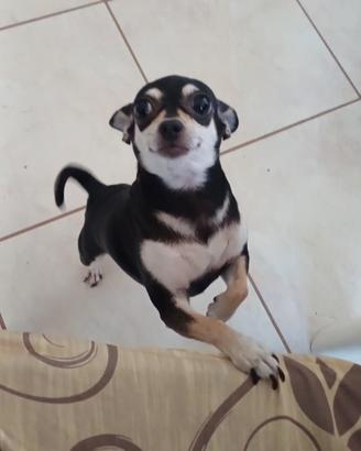 Accoppiamento Chihuahua