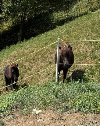 Pony