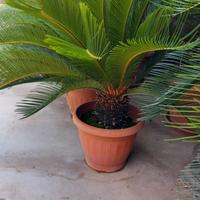 Piante di Cicas Revoluta 10 anni