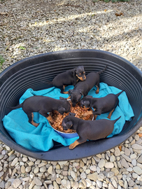 Pinscher nani baby