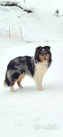 Shetland sheepdog per accoppiamento