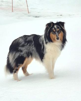 Shetland sheepdog per accoppiamento