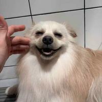 8 mesi di Volpino di Pomerania
